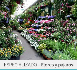 Mercado de Flores